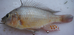 Astatotilapia