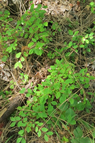 Symphoricarpos hesperius, photograph 4
