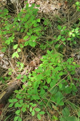 Ed Alverson, CC BY, iNaturalist via GBIF Symphoricarpos hesperius, photograph Ed Alverson, CC BY, iNaturalist via GBIF