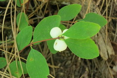 Ed Alverson, CC BY, iNaturalist via GBIF Symphoricarpos hesperius, photograph Ed Alverson, CC BY, iNaturalist via GBIF