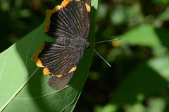 Riodina lycisca