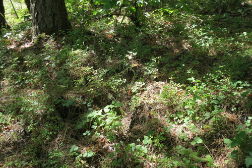 Symphoricarpos hesperius, photograph 6