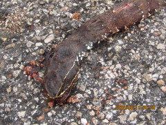 Agkistrodon russeolus