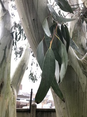 Eucalyptus