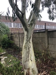 Eucalyptus