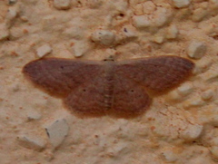 Idaea distinctaria