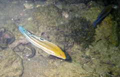 Halichoeres brasiliensis