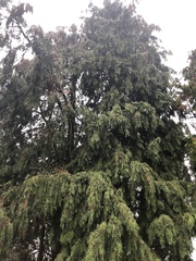 Chamaecyparis lawsoniana