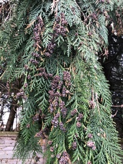 Chamaecyparis lawsoniana