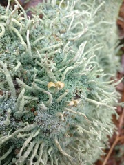 Cladonia polydactyla
