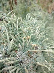 Cladonia polydactyla
