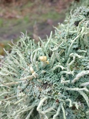 Cladonia polydactyla