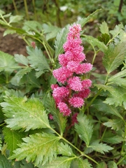Astilbe × arendsii
