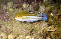 Halichoeres brasiliensis