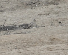 Burhinus superciliaris