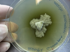 Cosmospora viridescens