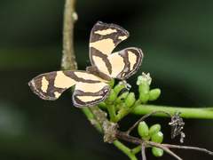 Baeotis zonata zonata