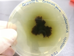 Cosmospora viridescens