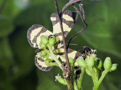 Baeotis zonata zonata