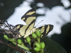 Baeotis zonata zonata