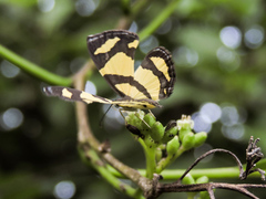 Baeotis zonata zonata
