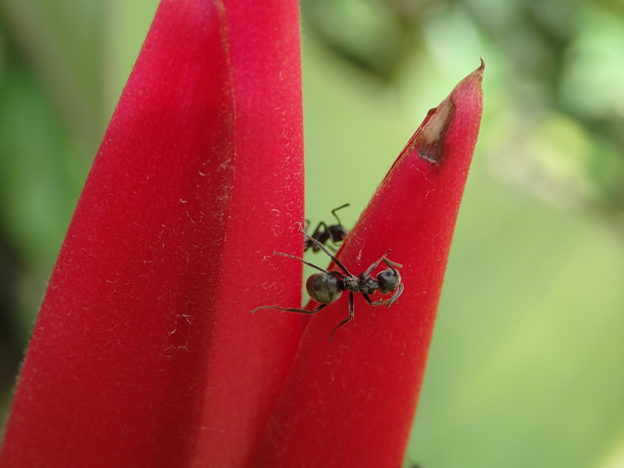 Dolichoderus mesonotalis