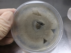 Paraconiothyrium brasiliense