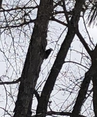Dryocopus pileatus