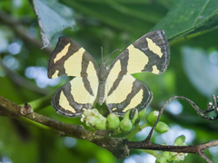 Baeotis zonata zonata