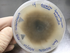 Paraconiothyrium brasiliense