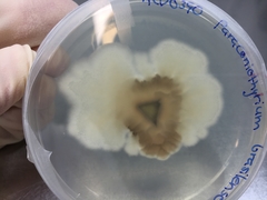 Paraconiothyrium brasiliense