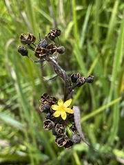 Sisyrinchium palmifolium