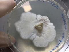 Paraconiothyrium brasiliense