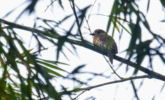 Malacoptila mystacalis