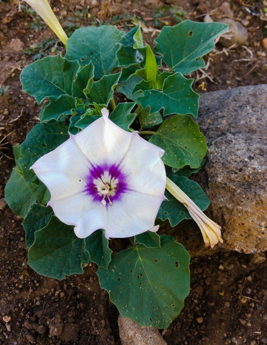 Desert thorn-apple (Datura discolor)