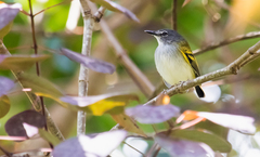 Poecilotriccus sylvia