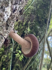 Cyclocybe parasitica
