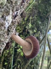 Cyclocybe parasitica