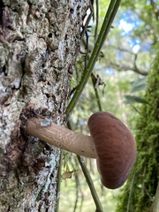 Cyclocybe parasitica