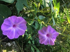 Ipomoea setosa melanotricha
