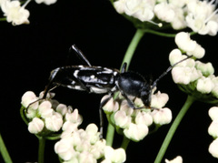 Chlorophorus sartor