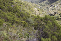Leucospermum conocarpodendron