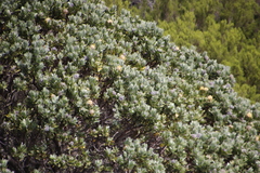 Leucospermum conocarpodendron
