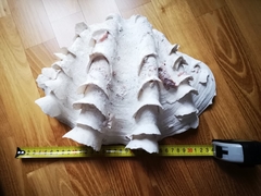 Tridacninae