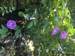 Ipomoea setosa melanotricha