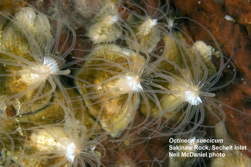 Octineonidae