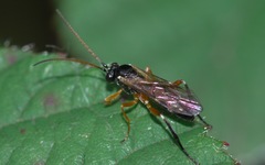 Ichneumonidae