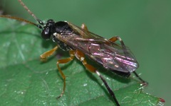 Ichneumonidae