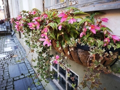 Begonia × tuberhybrida