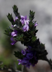 Amphithalea imbricata